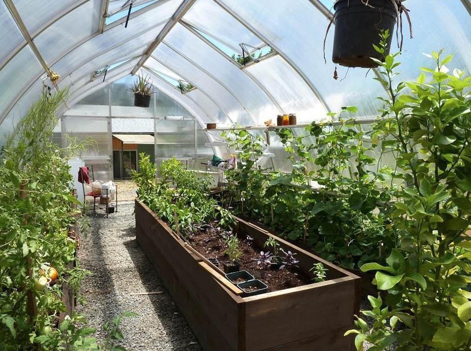 Spacious greenhouse interior with wooden raised beds growing tomatoes, herbs and vegetables