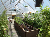 Spacious greenhouse interior with wooden raised beds growing tomatoes, herbs and vegetables