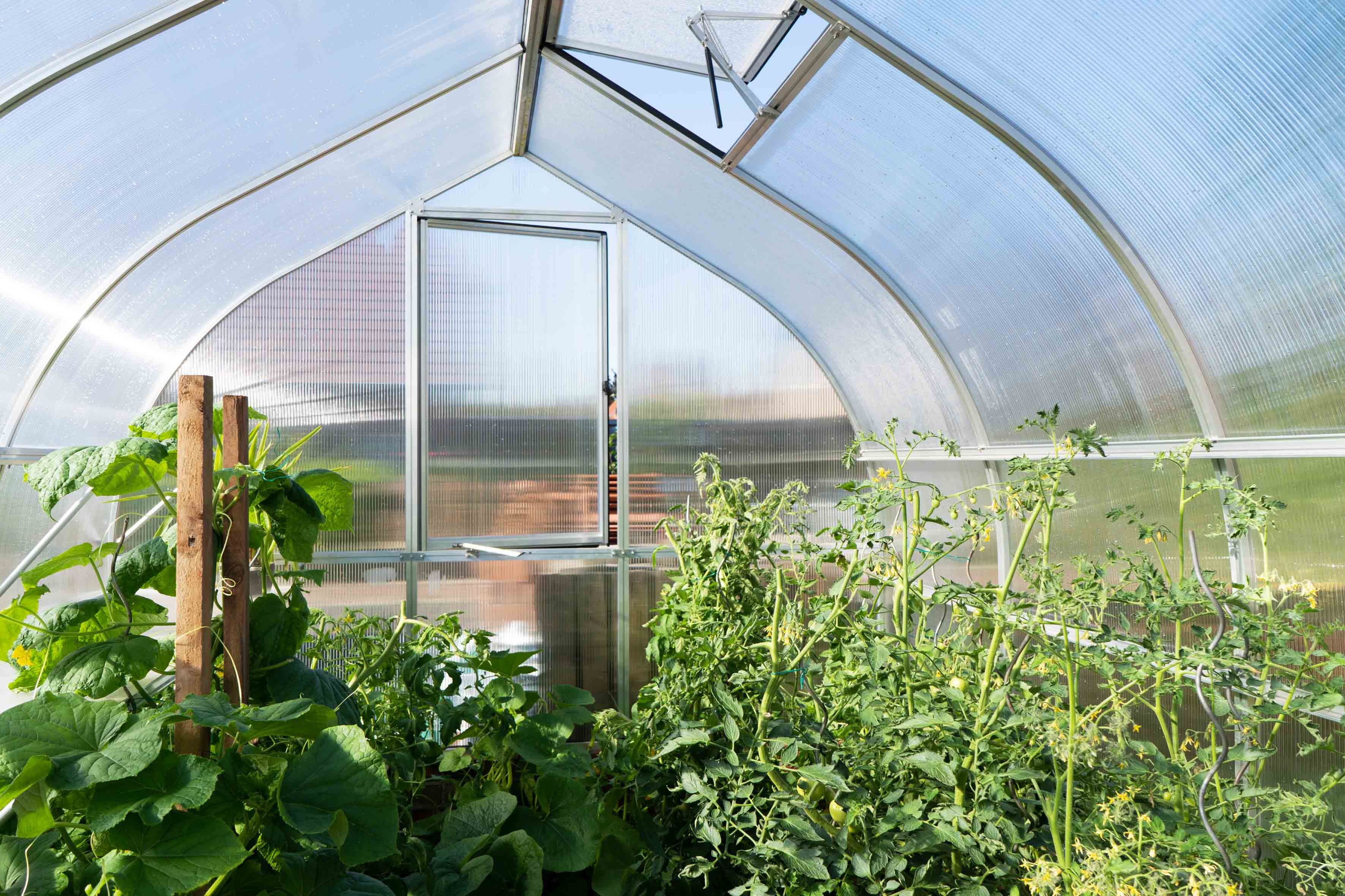 Polycarbonate greenhouse interior with tomato and cucumber plants under natural light