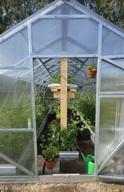 Gable greenhouse interior with tomato plants growing on support stakes